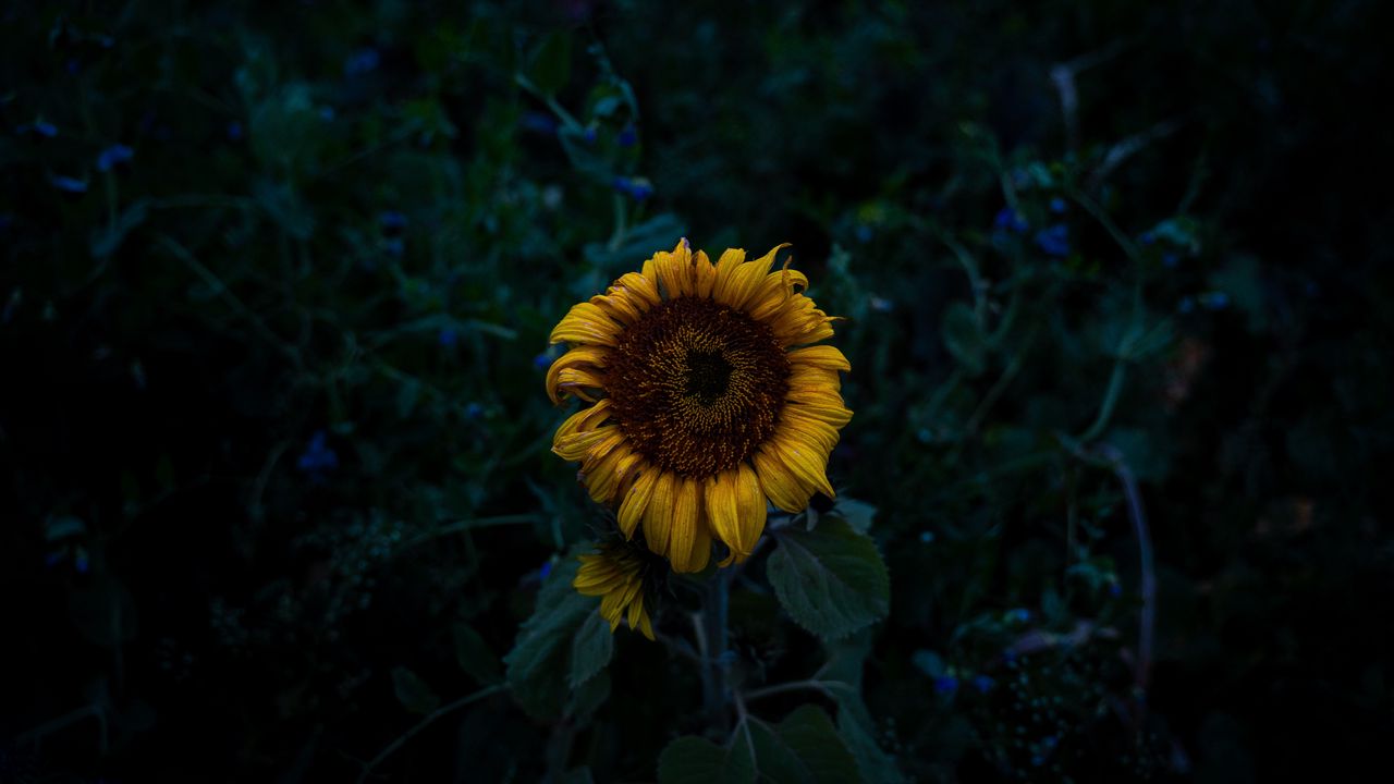 Wallpaper sunflower, blooms, field, yellow, dark