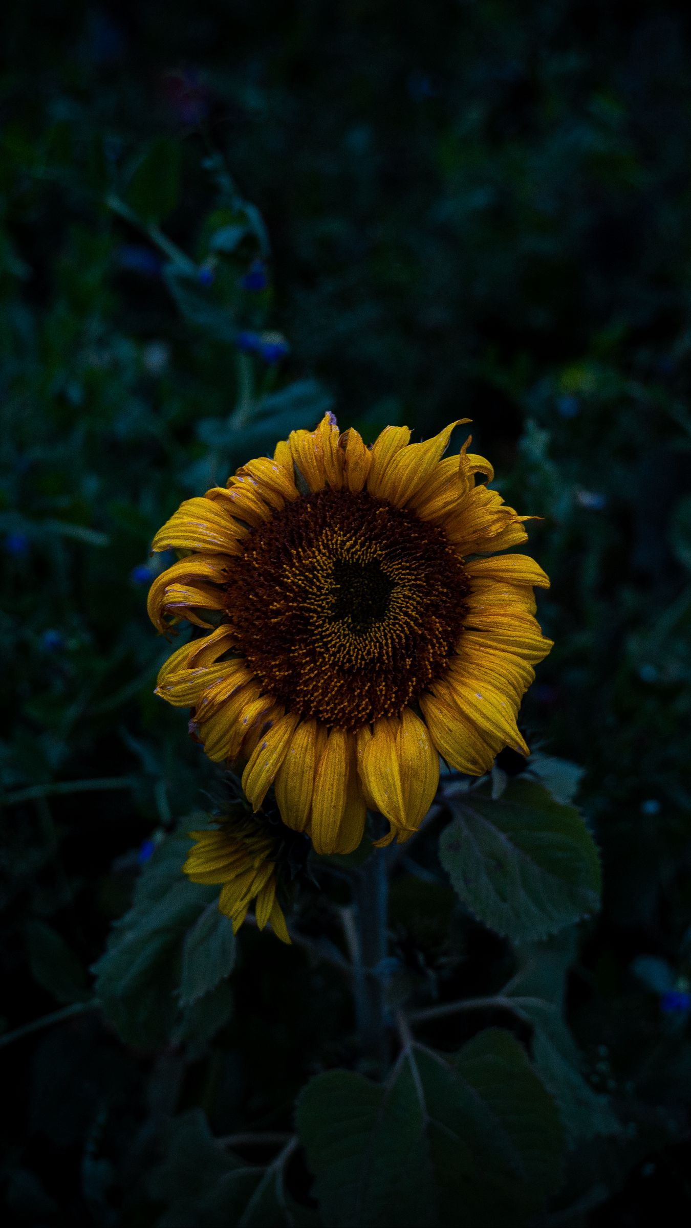 Download wallpaper 1350x2400 sunflower, blooms, field, yellow, dark