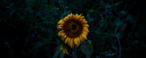 Preview wallpaper sunflower, blooms, field, yellow, dark