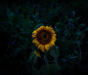 Preview wallpaper sunflower, blooms, field, yellow, dark