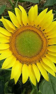 Preview wallpaper sunflower, bright, summer, greens
