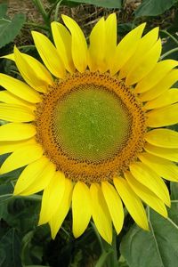 Preview wallpaper sunflower, bright, summer, greens