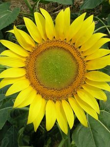 Preview wallpaper sunflower, bright, summer, greens
