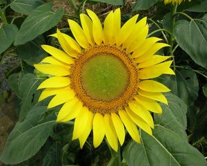 Preview wallpaper sunflower, bright, summer, greens