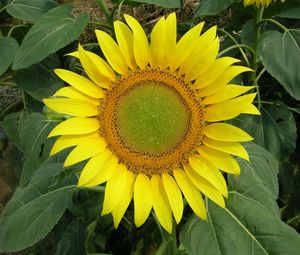 Preview wallpaper sunflower, bright, summer, greens