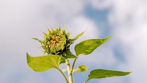 Preview wallpaper sunflower, bud, leaves, plant