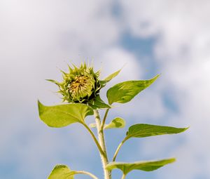 Preview wallpaper sunflower, bud, leaves, plant