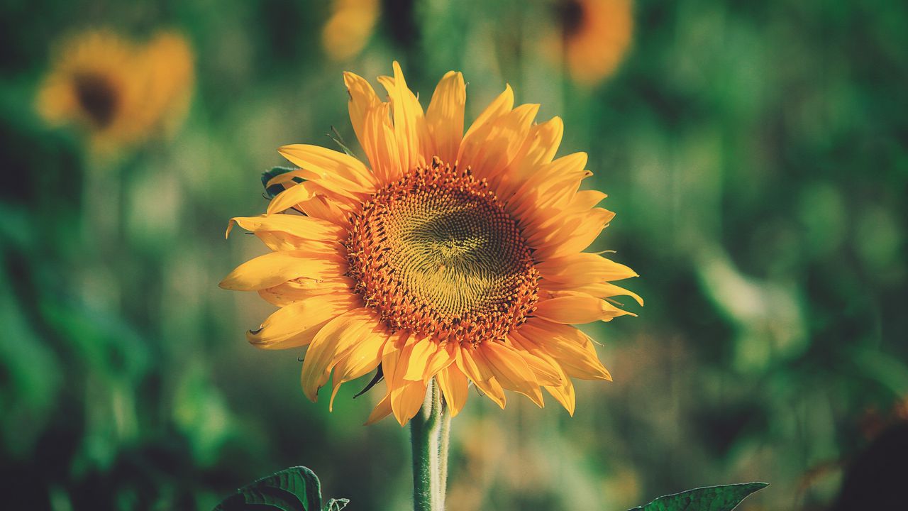 Wallpaper sunflower, bud, petals, flower