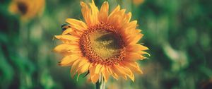 Preview wallpaper sunflower, bud, petals, flower