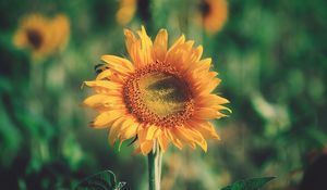 Preview wallpaper sunflower, bud, petals, flower