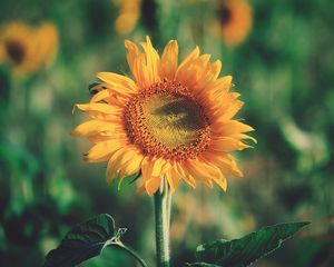 Preview wallpaper sunflower, bud, petals, flower