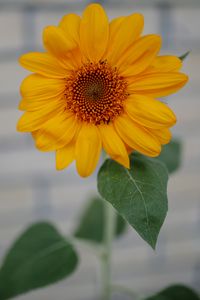 Preview wallpaper sunflower, bud, petals, bloom, blur