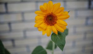 Preview wallpaper sunflower, bud, petals, bloom, blur