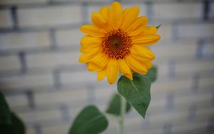 Preview wallpaper sunflower, bud, petals, bloom, blur