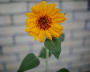 Preview wallpaper sunflower, bud, petals, bloom, blur