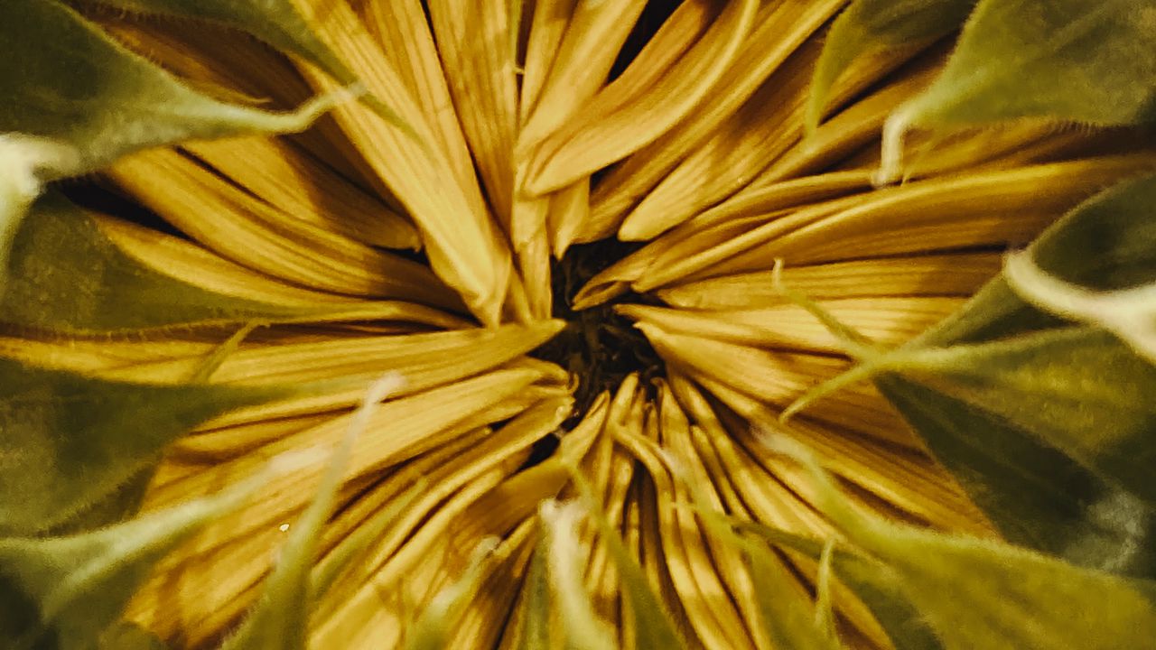 Wallpaper sunflower, bud, petals, macro