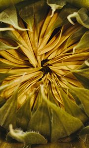 Preview wallpaper sunflower, bud, petals, macro