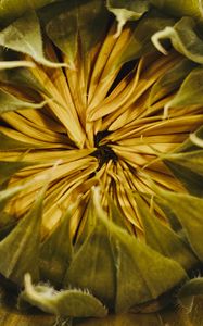 Preview wallpaper sunflower, bud, petals, macro