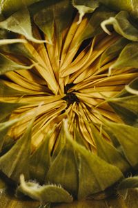 Preview wallpaper sunflower, bud, petals, macro