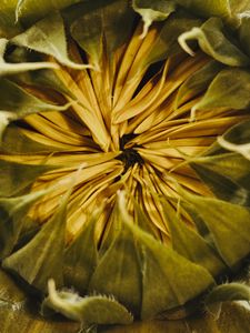 Preview wallpaper sunflower, bud, petals, macro