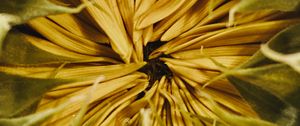 Preview wallpaper sunflower, bud, petals, macro