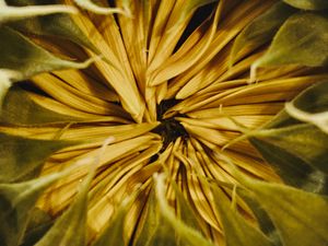 Preview wallpaper sunflower, bud, petals, macro