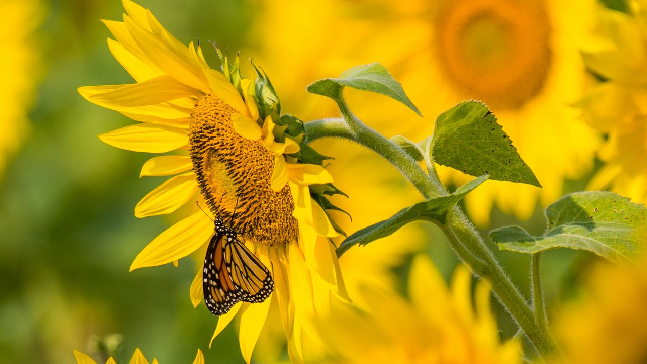 Wallpaper sunflower, butterfly, yellow, summer