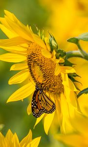 Preview wallpaper sunflower, butterfly, yellow, summer