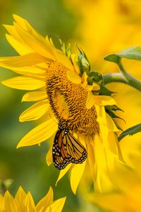 Preview wallpaper sunflower, butterfly, yellow, summer