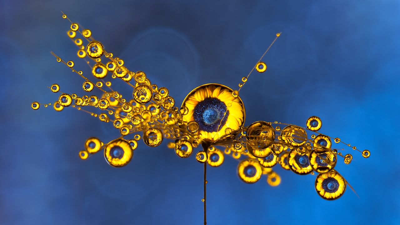 Wallpaper sunflower, circles, drops, macro