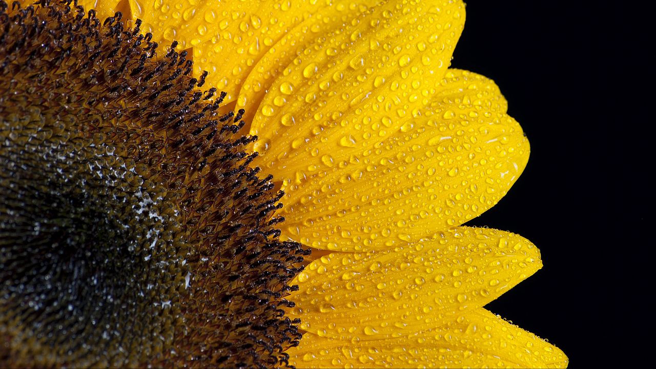 Wallpaper sunflower, drops, petals