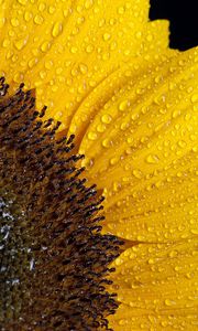 Preview wallpaper sunflower, drops, petals