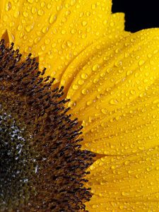 Preview wallpaper sunflower, drops, petals