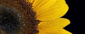 Preview wallpaper sunflower, drops, petals