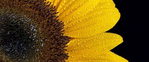 Preview wallpaper sunflower, drops, petals