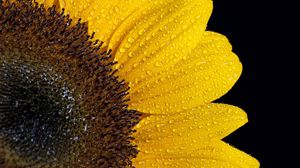 Preview wallpaper sunflower, drops, petals