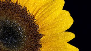 Preview wallpaper sunflower, drops, petals