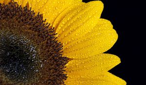 Preview wallpaper sunflower, drops, petals
