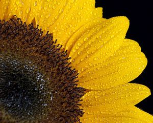 Preview wallpaper sunflower, drops, petals