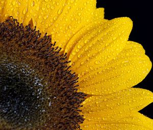 Preview wallpaper sunflower, drops, petals