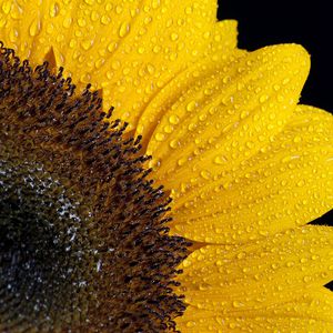 Preview wallpaper sunflower, drops, petals