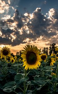 Preview wallpaper sunflower, field, flower, sunset