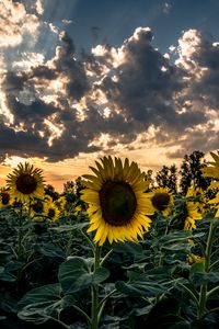 Preview wallpaper sunflower, field, flower, sunset