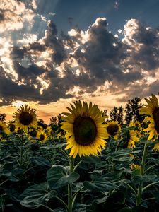 Preview wallpaper sunflower, field, flower, sunset