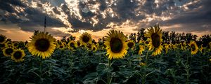 Preview wallpaper sunflower, field, flower, sunset