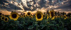 Preview wallpaper sunflower, field, flower, sunset