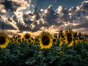 Preview wallpaper sunflower, field, flower, sunset