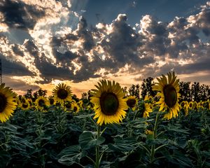 Preview wallpaper sunflower, field, flower, sunset