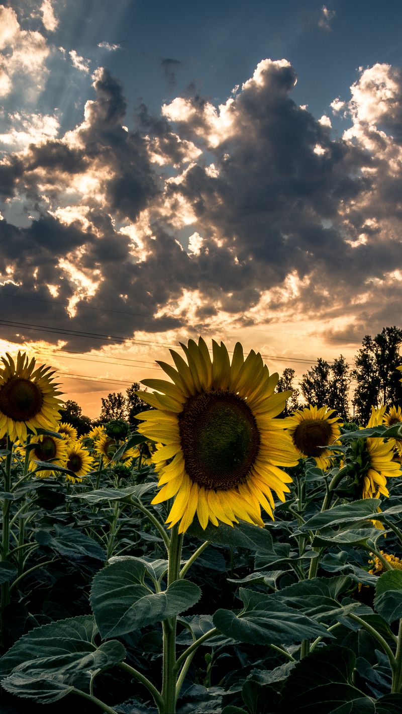 Download wallpaper 800x1420 sunflower, field, flower, sunset iphone  se/5s/5c/5 for parallax hd background