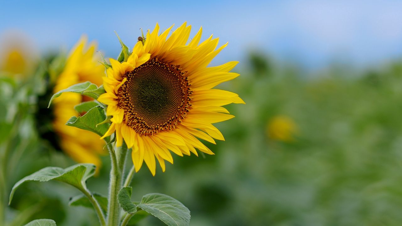 Wallpaper sunflower, field, greens, sky, nature